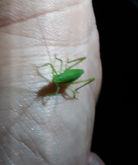 Pterophylla camellifolia