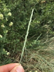 Thinopyrum intermedium intermedium