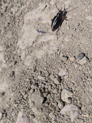 Dorcadion cinerarium