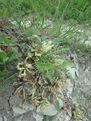 Astragalus fragrans