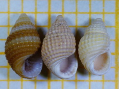 Alvania cimex