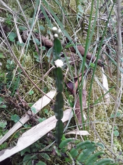 Baccharis genistelloides