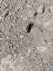 Dorcadion cinerarium