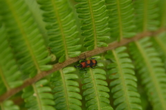 Rhodobaenus nigripes