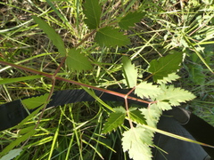 Peucedanum cervaria