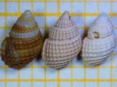 Alvania cimex