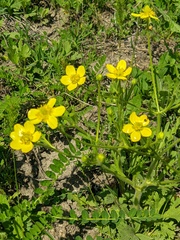 Ranunculus oxyspermus