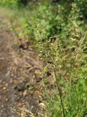 Poa pratensis pratensis