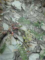 Astragalus fragrans