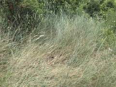 Thinopyrum intermedium intermedium