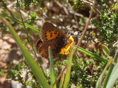 Aloeides caffrariae