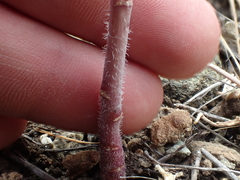 Streptanthus glandulosus albidus