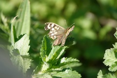 Pararge aegeria