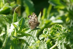 Pararge aegeria