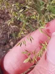 Poa pratensis pratensis