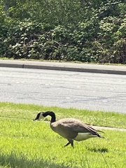 Branta canadensis
