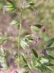 Poa pratensis pratensis