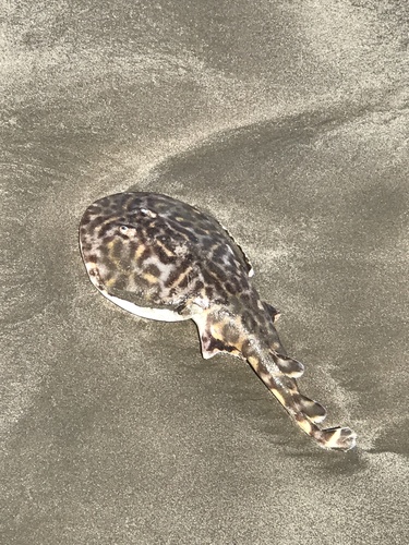 Vermiculate electric ray (Narcine vermiculatus) — Narcinidae — 5