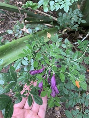 Jacaranda jasminoides