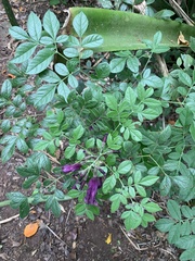 Jacaranda jasminoides
