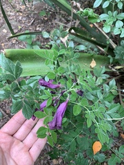 Jacaranda jasminoides
