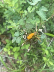 Phragmidium rosae-multiflorae