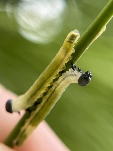 Neodiprion merkeli