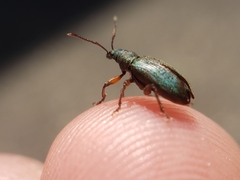 Phyllobius intrusus