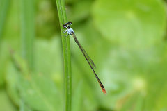 Agriocnemis femina oryzae