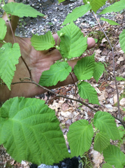 Corylus cornuta cornuta