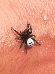 Adonea algarvensis