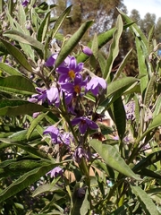 Solanum nitidum