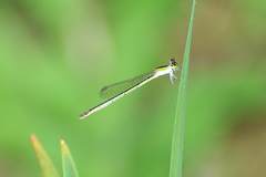 Agriocnemis femina oryzae