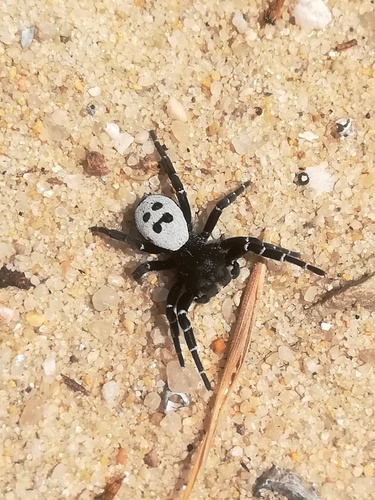 Adonea algarvensis