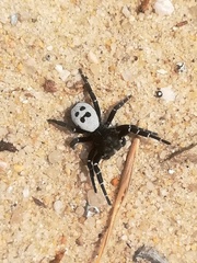 Adonea algarvensis