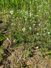 Arabis recta