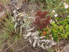 Crassula perfoliata