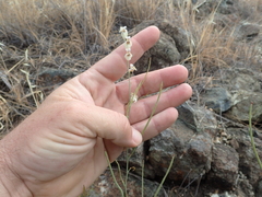 Streptanthus glandulosus albidus