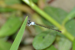 Agriocnemis femina oryzae
