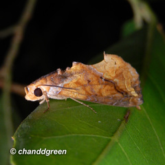 Plusiodonta coelonota