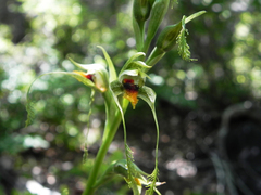 Bipinnula volkmannii