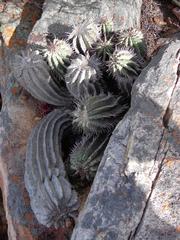 Euphorbia polygona