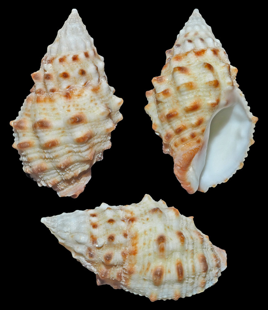 Drupella fragum