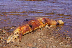 Halichoerus grypus grypus