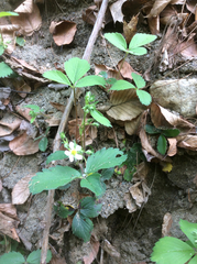 Fragaria vesca americana