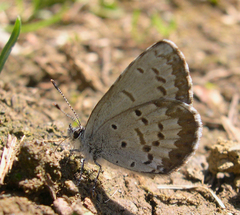 Celastrina asheri