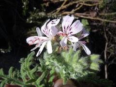 Pelargonium radens