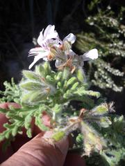 Pelargonium radens