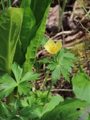 Trollius laxus laxus