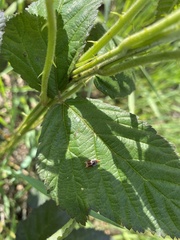 Prochoreutis inflatella